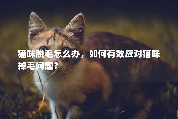 猫咪脱毛怎么办，如何有效应对猫咪掉毛问题？