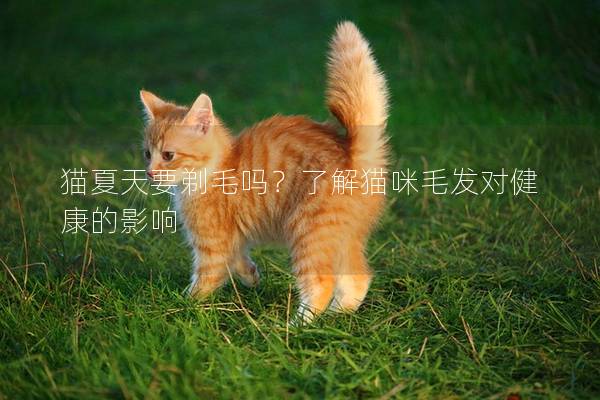 猫夏天要剃毛吗？了解猫咪毛发对健康的影响