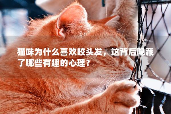 猫咪为什么喜欢咬头发，这背后隐藏了哪些有趣的心理？