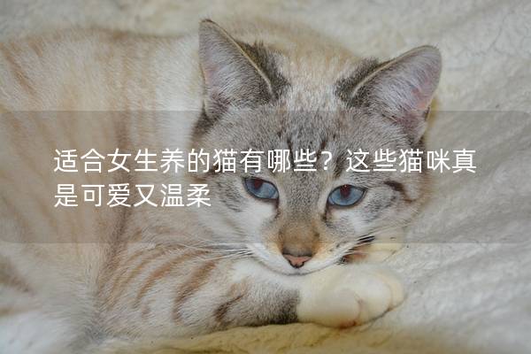 适合女生养的猫有哪些？这些猫咪真是可爱又温柔