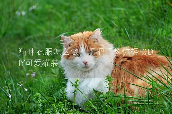 猫咪衣服怎么做？手把手教你轻松DIY可爱猫装