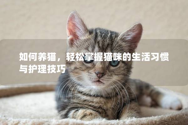 如何养猫，轻松掌握猫咪的生活习惯与护理技巧