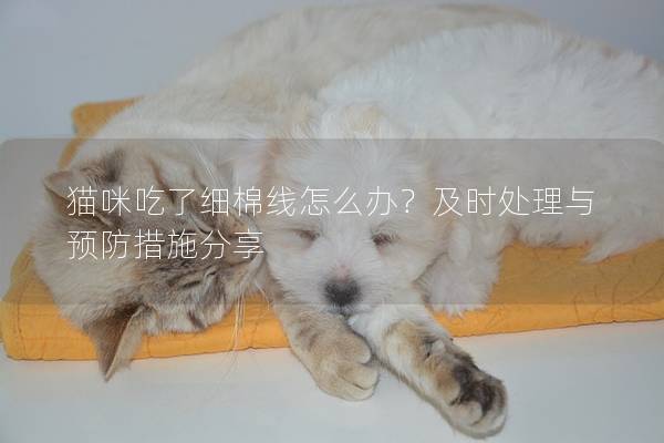 猫咪吃了细棉线怎么办？及时处理与预防措施分享