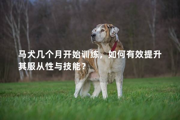 马犬几个月开始训练，如何有效提升其服从性与技能？