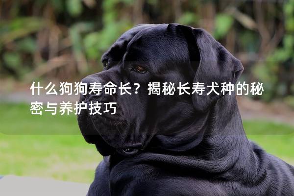 什么狗狗寿命长？揭秘长寿犬种的秘密与养护技巧