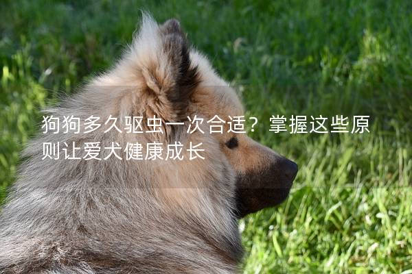 狗狗多久驱虫一次合适？掌握这些原则让爱犬健康成长