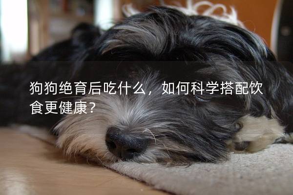 狗狗绝育后吃什么，如何科学搭配饮食更健康？