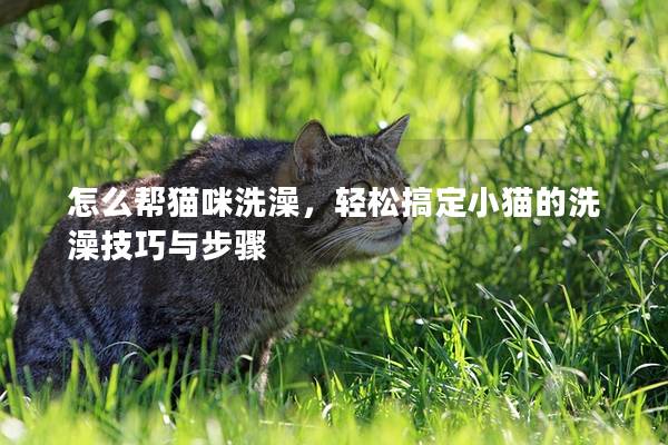 怎么帮猫咪洗澡，轻松搞定小猫的洗澡技巧与步骤