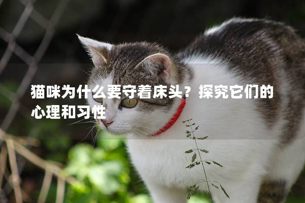 猫咪为什么要守着床头？探究它们的心理和习性