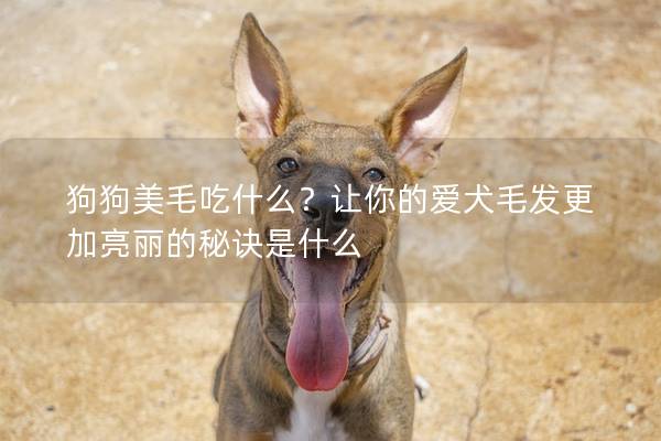 狗狗美毛吃什么？让你的爱犬毛发更加亮丽的秘诀是什么