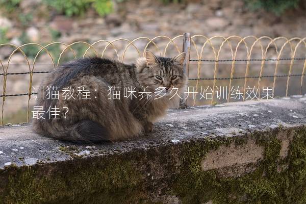 训猫教程：猫咪养多久开始训练效果最佳？