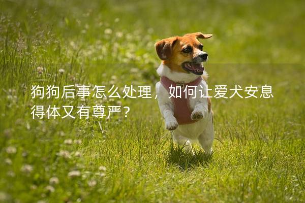 狗狗后事怎么处理，如何让爱犬安息得体又有尊严？