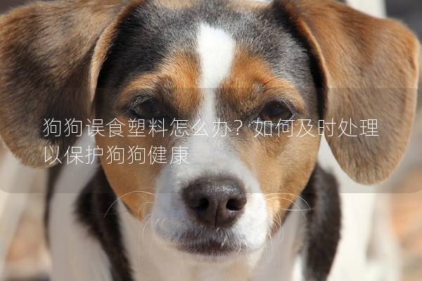 狗狗误食塑料怎么办？如何及时处理以保护狗狗健康