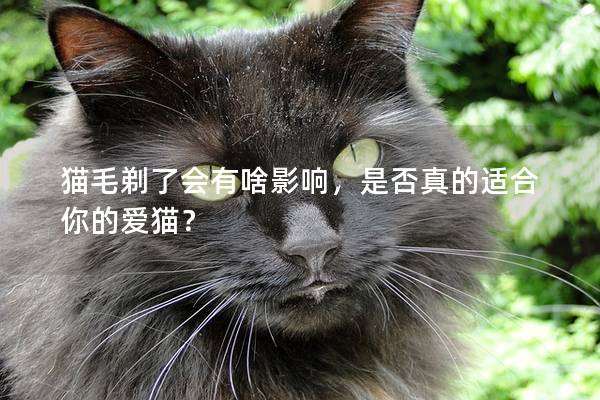 猫毛剃了会有啥影响，是否真的适合你的爱猫？