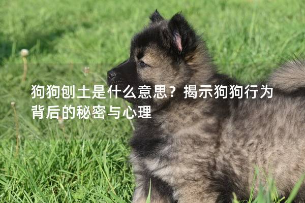 狗狗刨土是什么意思？揭示狗狗行为背后的秘密与心理