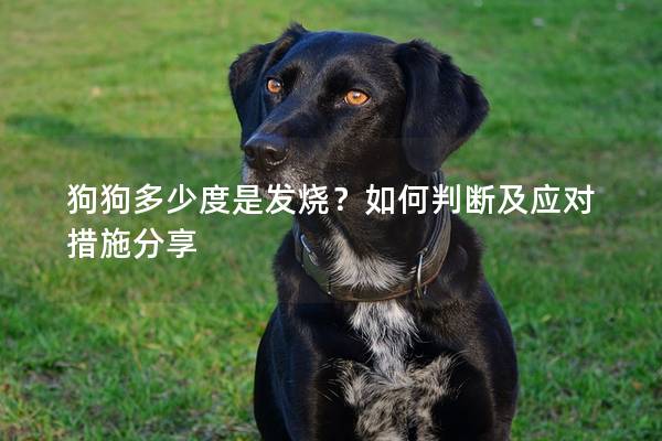 狗狗多少度是发烧？如何判断及应对措施分享