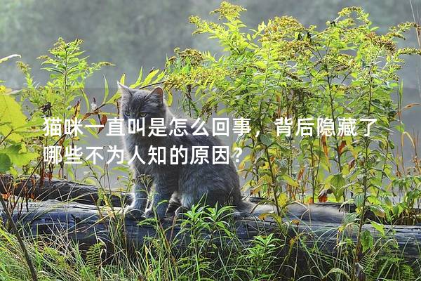 猫咪一直叫是怎么回事,背后隐藏了哪些不为人知的原因? 猫咪一直叫是怎么回事,背后隐藏了哪些不为人知的原因?
