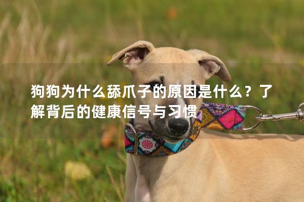 狗狗为什么舔爪子的原因是什么？了解背后的健康信号与习惯