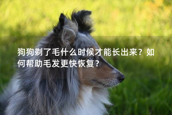 狗狗剃了毛什么时候才能长出来？如何帮助毛发更快恢复？