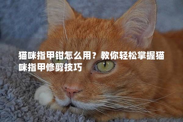 猫咪指甲钳怎么用？教你轻松掌握猫咪指甲修剪技巧