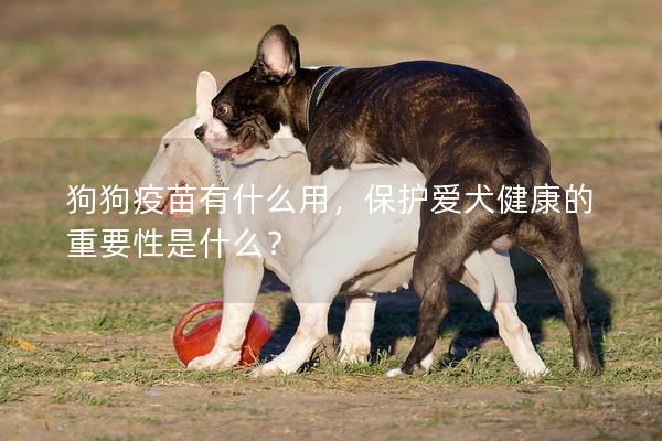 狗狗疫苗有什么用，保护爱犬健康的重要性是什么？