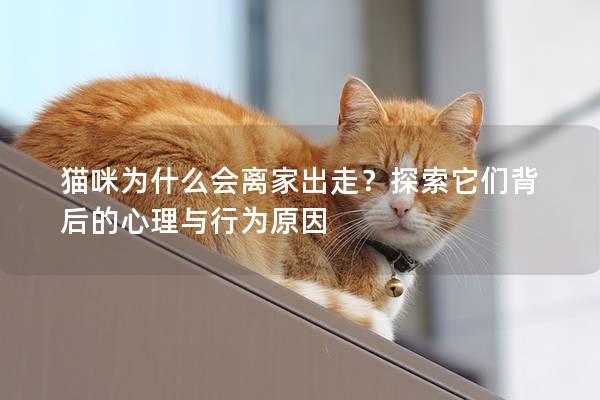 猫咪为什么会离家出走？探索它们背后的心理与行为原因