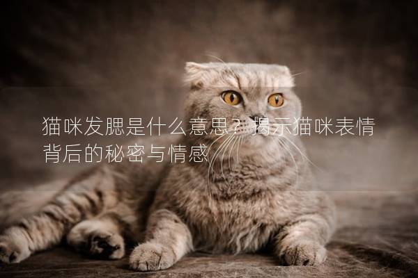 猫咪发腮是什么意思？揭示猫咪表情背后的秘密与情感