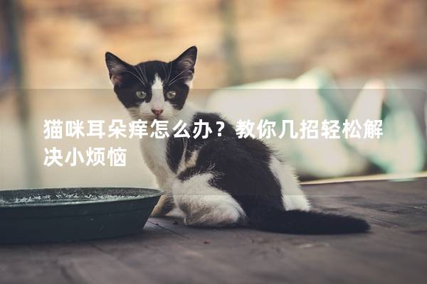 猫咪耳朵痒怎么办？教你几招轻松解决小烦恼