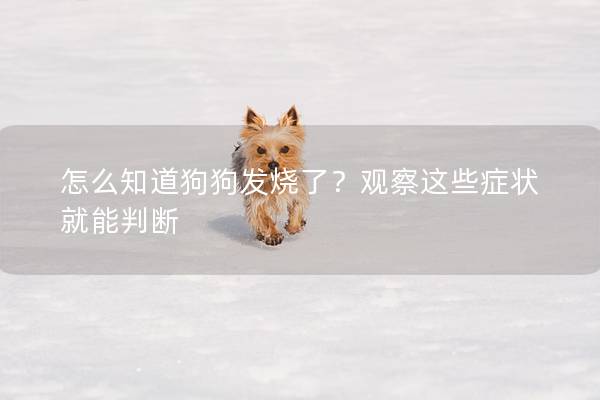 怎么知道狗狗发烧了？观察这些症状就能判断