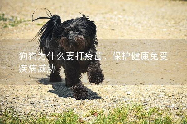 狗狗为什么要打疫苗，保护健康免受疾病威胁