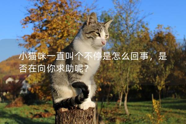 小猫咪一直叫个不停是怎么回事，是否在向你求助呢？