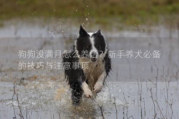 狗狗没满月怎么养活？新手养犬必备的技巧与注意事项