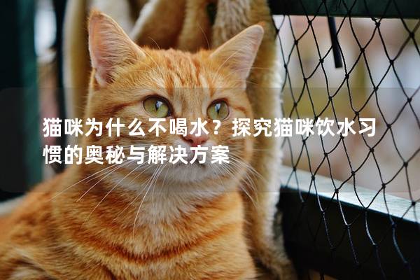 猫咪为什么不喝水？探究猫咪饮水习惯的奥秘与解决方案