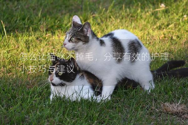 怎么让猫咪不掉毛，分享有效的护理小技巧与建议