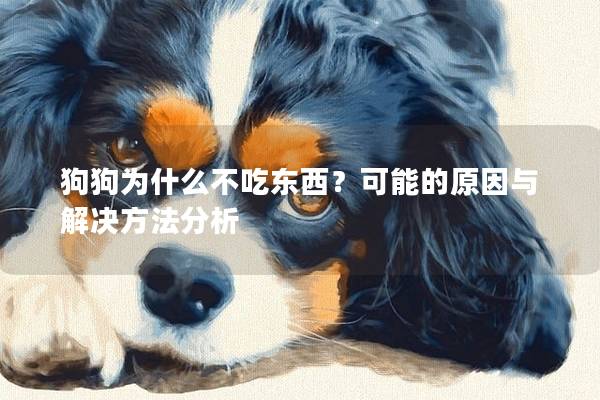 狗狗为什么不吃东西？可能的原因与解决方法分析