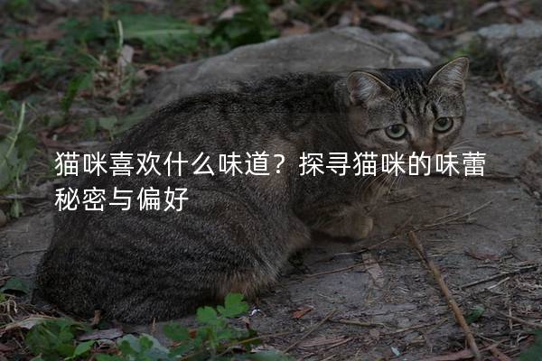 猫咪喜欢什么味道？探寻猫咪的味蕾秘密与偏好