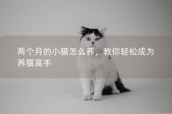 两个月的小猫怎么养，教你轻松成为养猫高手