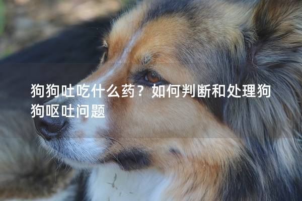 狗狗吐吃什么药？如何判断和处理狗狗呕吐问题