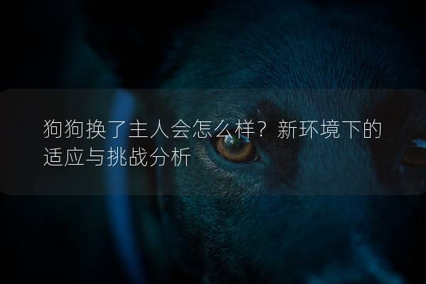 狗狗换了主人会怎么样？新环境下的适应与挑战分析