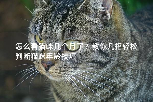 怎么看猫咪几个月了？教你几招轻松判断猫咪年龄技巧