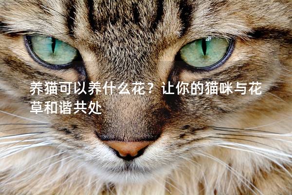 养猫可以养什么花？让你的猫咪与花草和谐共处