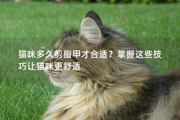 猫咪多久剪指甲才合适？掌握这些技巧让猫咪更舒适