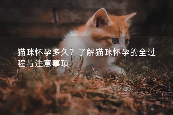 猫咪怀孕多久？了解猫咪怀孕的全过程与注意事项