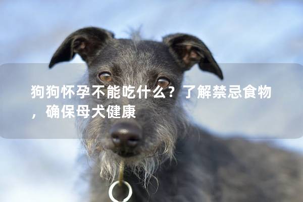 狗狗怀孕不能吃什么？了解禁忌食物，确保母犬健康