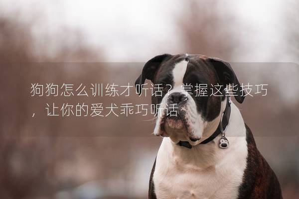 狗狗怎么训练才听话？掌握这些技巧，让你的爱犬乖巧听话