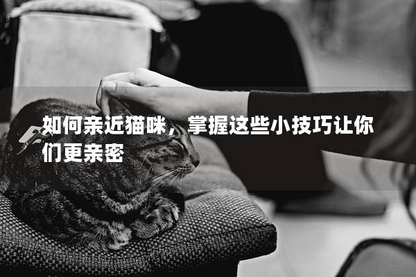 如何亲近猫咪，掌握这些小技巧让你们更亲密