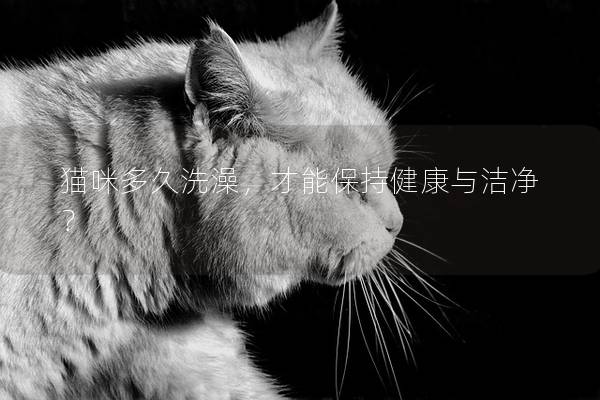 猫咪多久洗澡，才能保持健康与洁净？