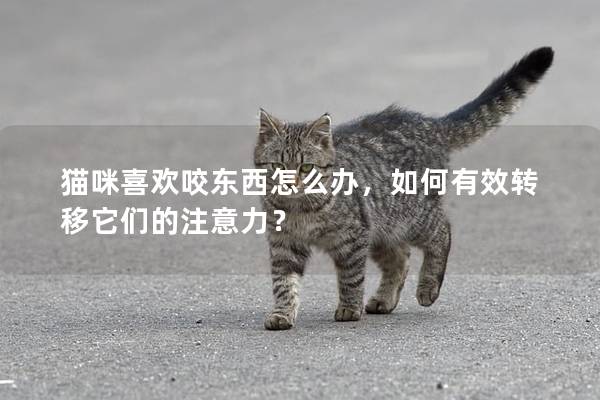 猫咪喜欢咬东西怎么办，如何有效转移它们的注意力？