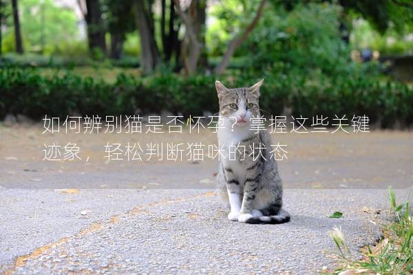 如何辨别猫是否怀孕？掌握这些关键迹象，轻松判断猫咪的状态