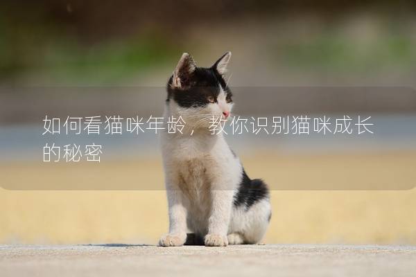 如何看猫咪年龄，教你识别猫咪成长的秘密